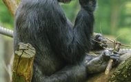 Tiere, Säugetiere - Primaten  Gorilla_Gorilla_Gorilla 03.JPG