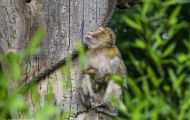 Tiere, Säugetiere - Primaten  Magot (Berberaffe)_Macaca sylvanus_Barbary Ape 04.JPG