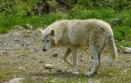 Tiere, Säugetiere - Raubtiere  Amerikanischer Grauwolf_Canis lupus lycaon_Timberwolf 04.JPG