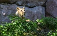 Tiere, Säugetiere - Raubtiere  Asiatischer Löwe_Panthera leo persica_Asiatic Lion 03.JPG