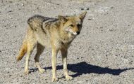 Tiere, Säugetiere - Raubtiere  Kojote_Canis latrans_Coyote 06.JPG