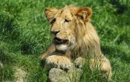 Tiere, Säugetiere - Raubtiere  Löwe_Panthera leo_African Lion 01.JPG