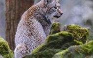 Tiere, Säugetiere - Raubtiere  Luchs_Lynx lynx_Lynx 03.JPG