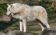 Tiere, Säugetiere - Raubtiere  Polarwolf_Canis lupus arctos_Arctic Wolfe 01.JPG