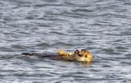 Tiere, Säugetiere - Raubtiere  Seeotter_Enhydra lutris_Sea Otter 05.JPG