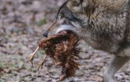 Tiere, Säugetiere - Raubtiere  Timberwolf_Canis lupus lycaon_Eastern Timber Wolf 04.JPG