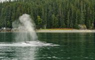 Tiere, Säugetiere -Zahn- & Bartenwale  Buckelwal_Megaptera novaeangliae_Humpback Whale 01.JPG