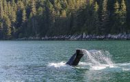 Tiere, Säugetiere -Zahn- & Bartenwale  Buckelwal_Megaptera novaeangliae_Humpback Whale 03.JPG
