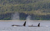 Tiere, Säugetiere -Zahn- & Bartenwale  Schwertwal_Orcinus Orca_Killer Whale 05.JPG