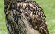 Tiere, Vögel - Eulen   Uhu_bubo bubo_Eurasian Eagle Owl 01.JPG