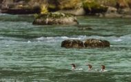 Tiere, Vögel - Gänsevögel  Gänsesäger_Mergus merganser_Common Merganser 02.JPG