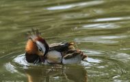 Tiere, Vögel - Gänsevögel  Harlekin Ente_Histrionicus histrionicus_Harlequin Duck 03.JPG