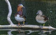 Tiere, Vögel - Gänsevögel  Harlekin Ente_Histrionicus histrionicus_Harlequin Duck 04.JPG