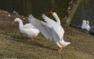 Tiere, Vögel - Gänsevögel  Schneegans_Chen caerulescens_Snow Goose 04.JPG