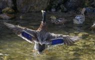 Tiere, Vögel - Gänsevögel  Stockente_Anas platyrhynchos_Mallard 05.JPG
