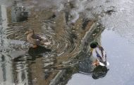 Tiere, Vögel - Gänsevögel  Stockente_Anas platyrhynchos_Mallard 16.JPG