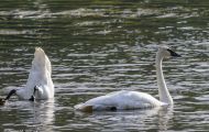 Tiere, Vögel - Gänsevögel  Zwergschwan_Cygnus columbianus_Tundra Swan 04.JPG