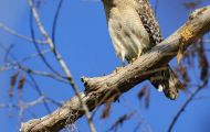 Tiere, Vögel - Greifvögel Rotschulterbussard_Buteo lineatus_Red-Shouldered Hawk 05.JPG