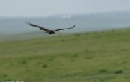 Tiere, Vögel - Greifvögel Truthahngeier_Cathartes aura_Turkey Vulture 03.JPG