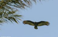 Tiere, Vögel - Greifvögel Truthahngeier_Cathartes aura_Turkey Vulture 04.JPG
