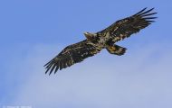 Tiere, Vögel - Greifvögel Weißkopfseeadler_Haliaeetus leucocephalus_Bald Eagle 02.JPG