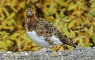 Tiere, Vögel - Hühnervögel  Alpenschneehuhn 02.JPG