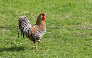 Tiere, Vögel - Hühnervögel  Haushuhn_Gallus gallus domesticus_Domestic Fowl 05.JPG