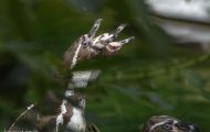 Tiere, Vögel - Pinguine  Humboldtpinguin_Spheniscus humboldti_Peruvian Penguin 03.JPG