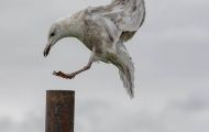 Tiere, Vögel - Regenpfeiferartige Vögel  Beringmöwe_Larus glaucescens_Glaucous-winged Gull 02.JPG