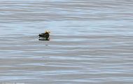 Tiere, Vögel - Regenpfeiferartige Vögel  Gelbschopflund_Fratercula cirrhata_Tufted Puffin 04.JPG