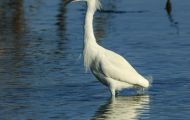 Tiere, Vögel - Ruderfüßer  Schmuckreiher_Egretta thula_Snowy Egret 03.JPG