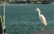 Tiere, Vögel - Ruderfüßer  Schmuckreiher_Egretta thula_Snowy Egret 06.JPG