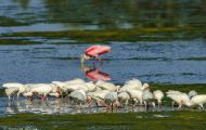 Tiere, Vögel - Ruderfüßer  Schneesichler_Eudocimus albus_White Ibis 05.JPG