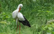 Tiere, Vögel - Schreit- und Storchenvögel  Weißstorch_Ciconia Ciconia_White Stork 05.JPG