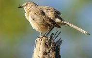 Tiere, Vögel - Schreivögel  Gartentyrann_Empidonax minimus_Least Flycatcher 02.JPG