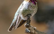 Tiere, Vögel - Seglervögel  Costakolibri_Calypte costae_Costas Hummingbird 02.JPG