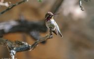 Tiere, Vögel - Seglervögel  Costakolibri_Calypte costae_Costas Hummingbird 04.JPG