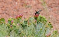 Tiere, Vögel - Seglervögel  Schwarzkinnkolibri_Archilochus alexandri_Black-Chinned Hummingbird 06.JPG