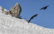 Tiere, Vögel - Sperlingsvögel  Alpendohle_Pyrrhocorax graculus_Yellow-Billed Chough 04.JPG