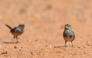 Tiere, Vögel - Sperlingsvögel  Dachsammer_Zonotrichia leucophrys_White-crowned Sparrow 04.JPG