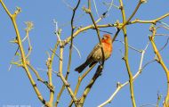 Tiere, Vögel - Sperlingsvögel  Hausgimpel_Carpodacus mexicanus_House Finch 03.JPG