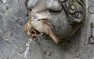 Tiere, Vögel - Sperlingsvögel  Haussperling_Passer domesticus_House Sparrow 04.JPG