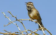 Tiere, Vögel - Sperlingsvögel  Kaktuszaunkönig_Campylorhynchus brunneicapillus_Cactus Wren 03.JPG