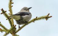 Tiere, Vögel - Sperlingsvögel  Kiefernhäher_Nucifraga columbiana_Clark's Nutcracker 05.JPG
