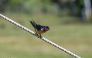 Tiere, Vögel - Sperlingsvögel  Mehlschwalbe_Delichon urbica_House Martin 07.JPG