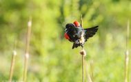 Tiere, Vögel - Sperlingsvögel  Rotkehlchen_Erithacus rubecula_European Robin 04.JPG