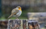 Tiere, Vögel - Sperlingsvögel  Rotkehlchen_Erithacus rubecula_European Robin 05.JPG