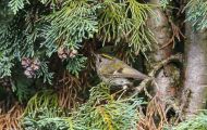 Tiere, Vögel - Sperlingsvögel  Sommergoldhähnchen_Regulus ignicapillus_Firecrest 05.JPG