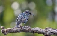 Tiere, Vögel - Sperlingsvögel  Star_Sturnus vulgaris_Common Starling 03.JPG