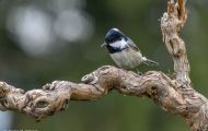 Tiere, Vögel - Sperlingsvögel  Tannenmeise_Parus ater_Coal Tit 02.JPG